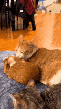 two cats are laying next to each other on a blanket on a couch .