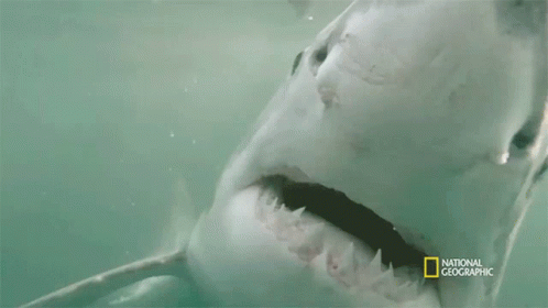 Open Wide Seagrass And The Ecosystem GIF - Open Wide Seagrass And The Ecosystem When Sharks Attack GIFs