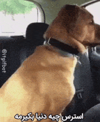 a dog is sitting on the back seat of a car .