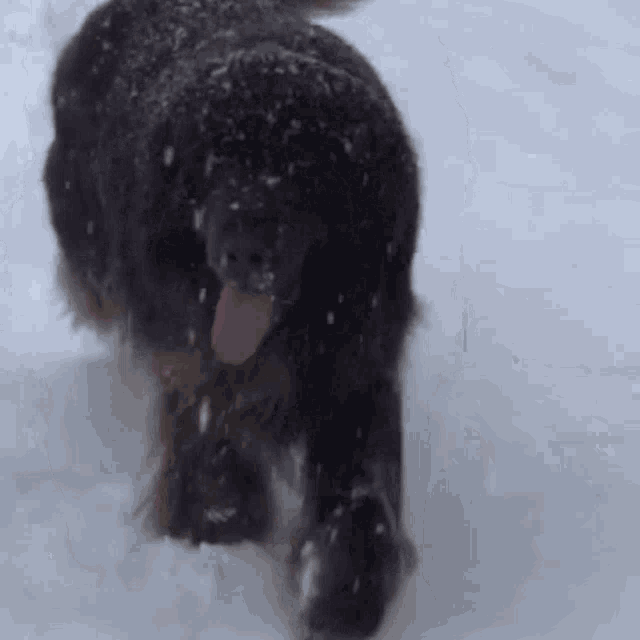 a black dog with its tongue hanging out is walking through the snow