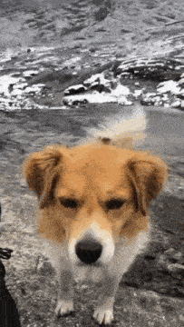 a brown and white dog standing on a rock