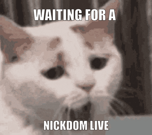 a cat is waiting for a nickdom live show