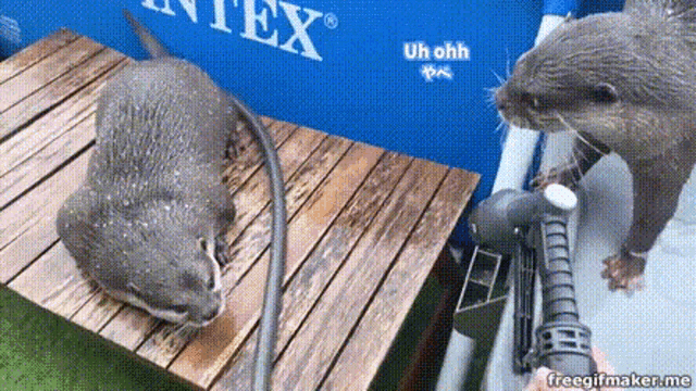 a couple of otters standing next to each other on a wooden table .