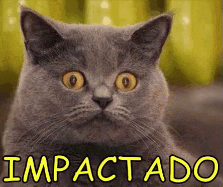 Impactado Chocado Abismado Gato GIF - Impacted Shocked Amazed GIFs