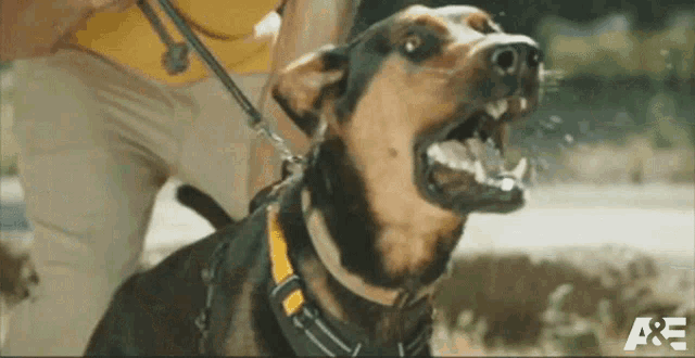 a dog on a leash with a a & e logo on the bottom