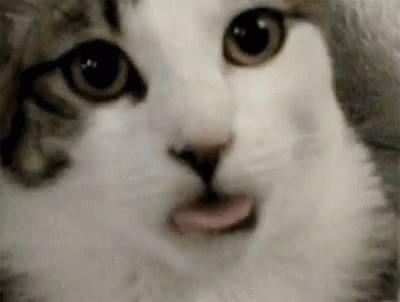 Tongue Cat GIF - Tongue Cat Licking GIFs