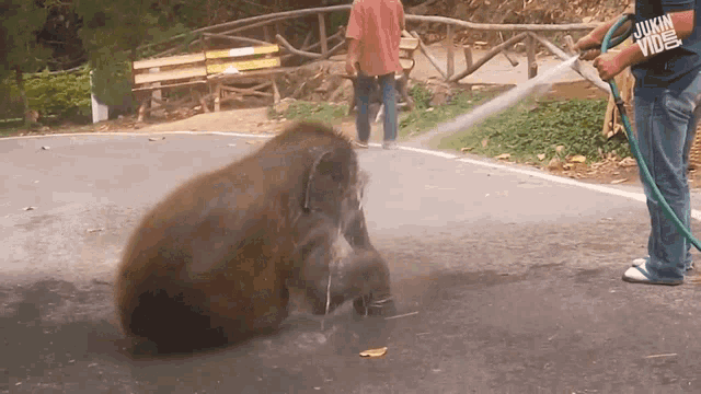 a man wearing a shirt that says dunkin donuts sprays an elephant with a hose