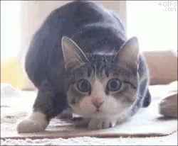Shaq Cat And The Kitten Wiggle Butt GIF - Shaq Cat And The Kitten Wiggle Butt Shaq Meme GIFs