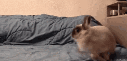 a rabbit is standing on top of a bed .