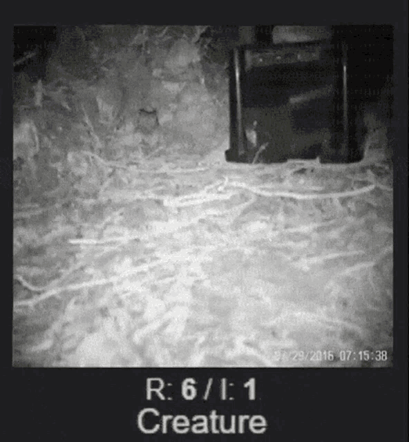 Creature Kiwi Bird GIF - Creature Kiwi Bird Paranormal GIFs