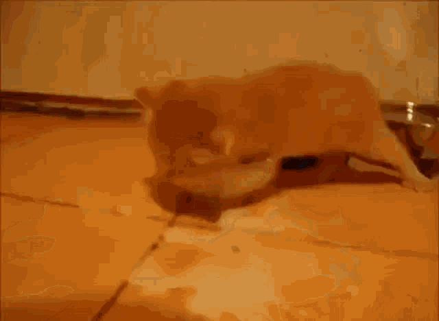 a cat is eating from a bowl on the floor .