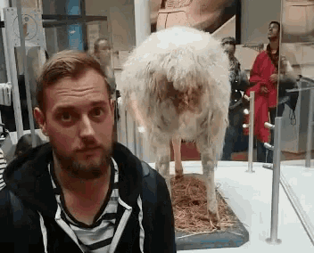 Wtf Museum GIF - Wtf Museum Sheep GIFs