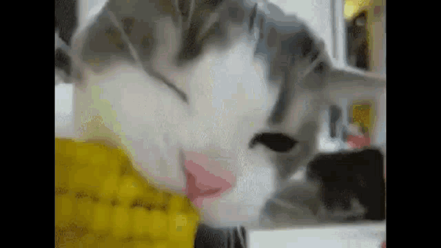 a close up of a cat eating corn on the cob with its tongue out .
