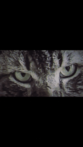 a close up of a cat with green eyes