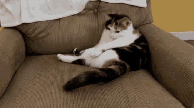 Bored Cat GIF - Bored Cat GIFs