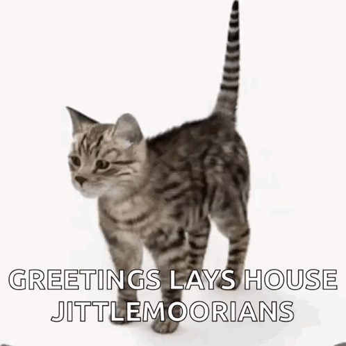 Cat Spin GIF