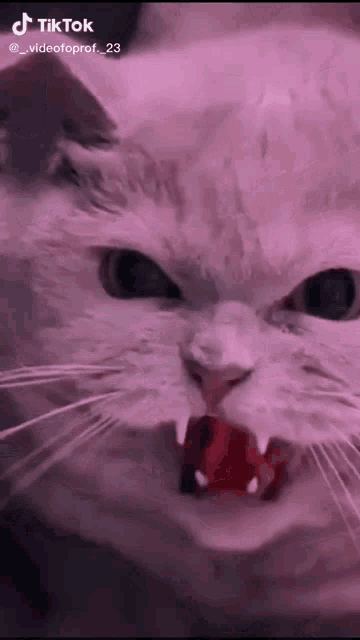 a close up of a cat 's face with a tiktok watermark on the bottom right