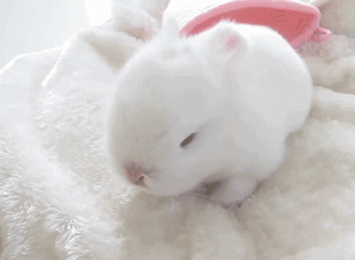 Cute Baby Bunny Bunny GIF - Cute Baby Bunny Baby Bunny Bunny GIFs