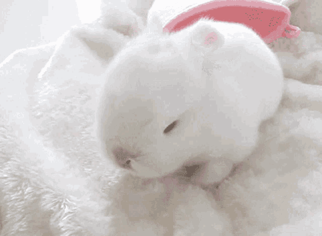 a white rabbit laying on a white blanket next to a pink stuffed animal