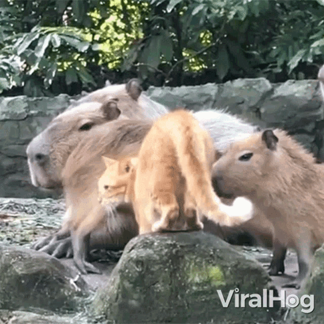 Staring Cat GIF - Staring Cat Capybara GIFs