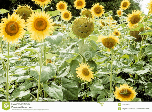 a field of sunflowers with a sunflower with a smiley face on it