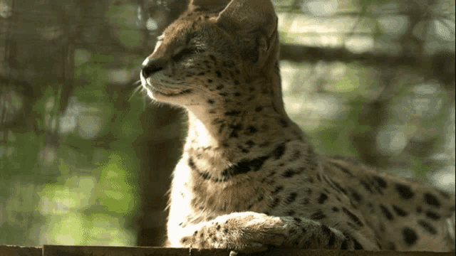 a close up of a leopard 's face with a blurred background