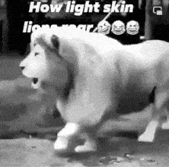 a black and white photo of a white lion with a caption that says `` how light skin lions roar '' .