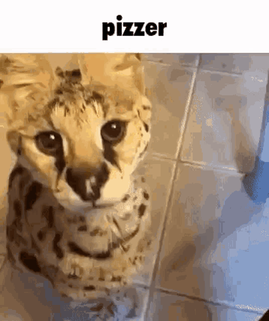 a close up of a cat sitting on a tile floor looking at the camera .