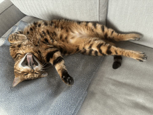a cat laying on its back on a couch with its tongue hanging out