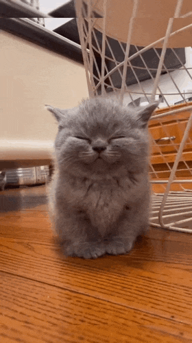 a gray kitten is sitting on the floor with its eyes closed .