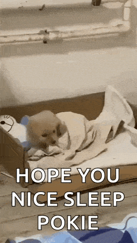 a puppy is wrapped in a blanket and laying in a cardboard box .