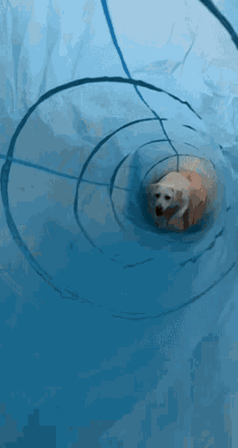 a small white dog is laying in a blue tunnel