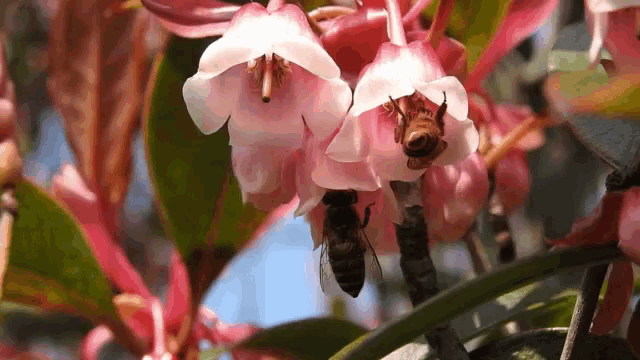 Bee Flowers GIF