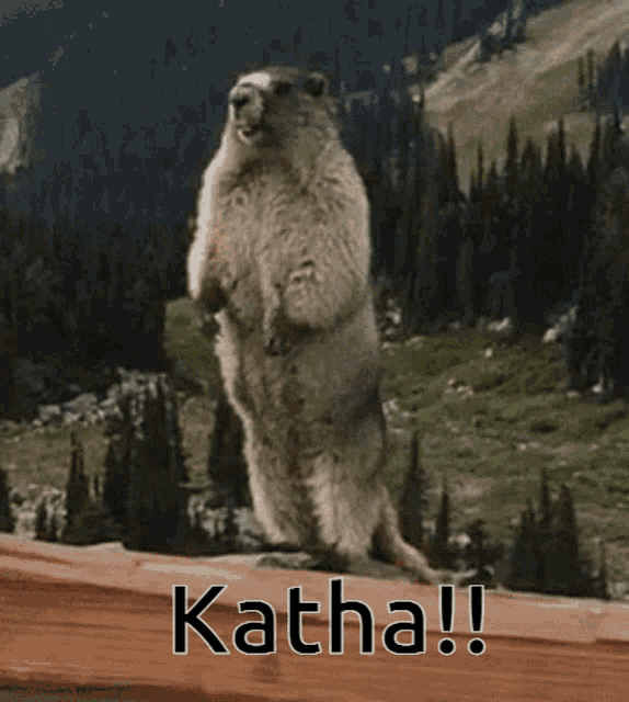 Katha Marmot GIF - Katha Marmot Scream GIFs