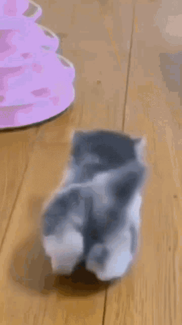 a gray and white kitten is sitting on a wooden floor .