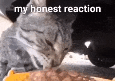 My Honest Reaction Cat GIF - My Honest Reaction Cat Live GIFs