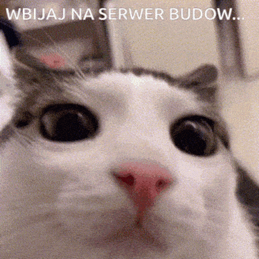 Zeam Wbijaj Na Serwer Budow GIF - Zeam Wbijaj Na Serwer Budow Serwer Budowlany GIFs