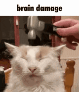 a person is blow drying a cat 's hair with a hairdryer .