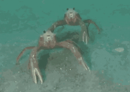a cube with a picture of a crab on it
