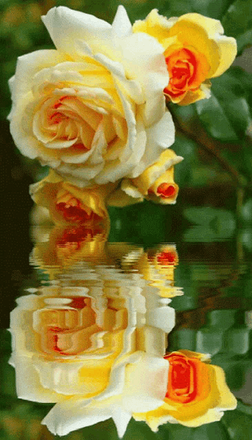 a bunch of yellow roses are reflected in a body of water