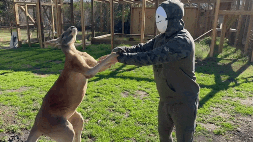 a man wearing a mask is holding a kangaroo 's hand
