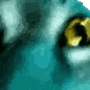 a close up of a cat 's eyes with a blue background