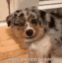 a puppy is standing on a wooden floor and saying `` have a good day '' .