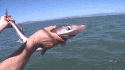 Shark Shookt GIF - Shark Shookt Surprised GIFs
