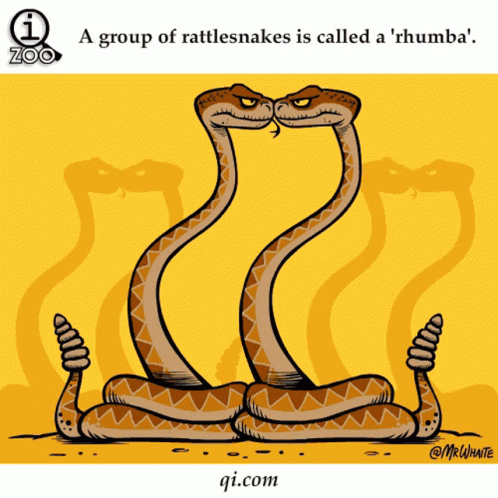 Snake Yılan GIF - Snake Yılan A Group Of Rattlesnakes GIFs