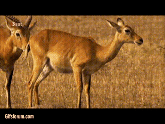 Deer Brap GIF - Deer Brap GIFs