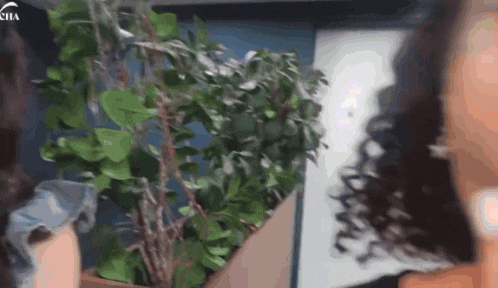 a woman with curly hair is standing in front of a potted plant with the word chia on the bottom