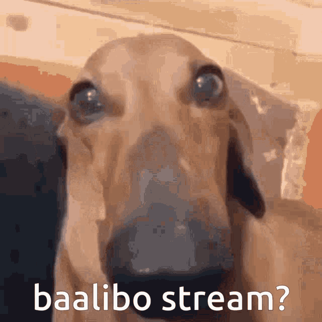 Baali Baalibo GIF - Baali Baalibo Baalibo Stream GIFs