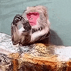 a monkey with a pink face is sitting on top of a rock .