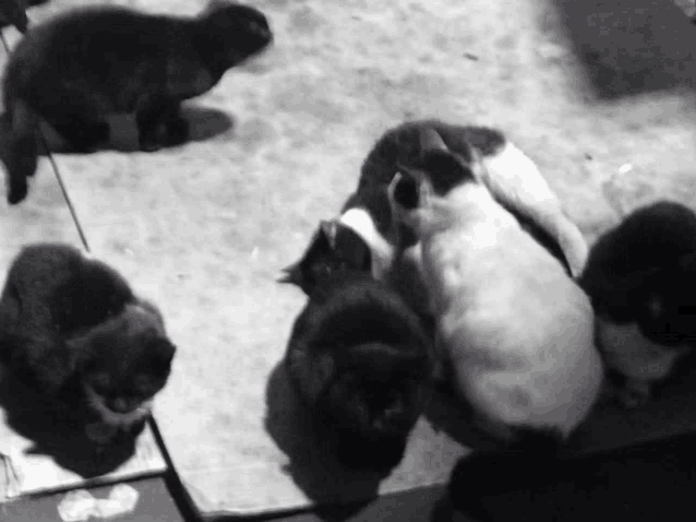 a black and white photo of a group of cats looking at themselves in a mirror